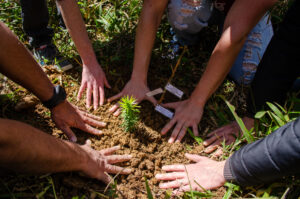 Participantes do Projeto Comunitário plantam mudas de árvores nativas