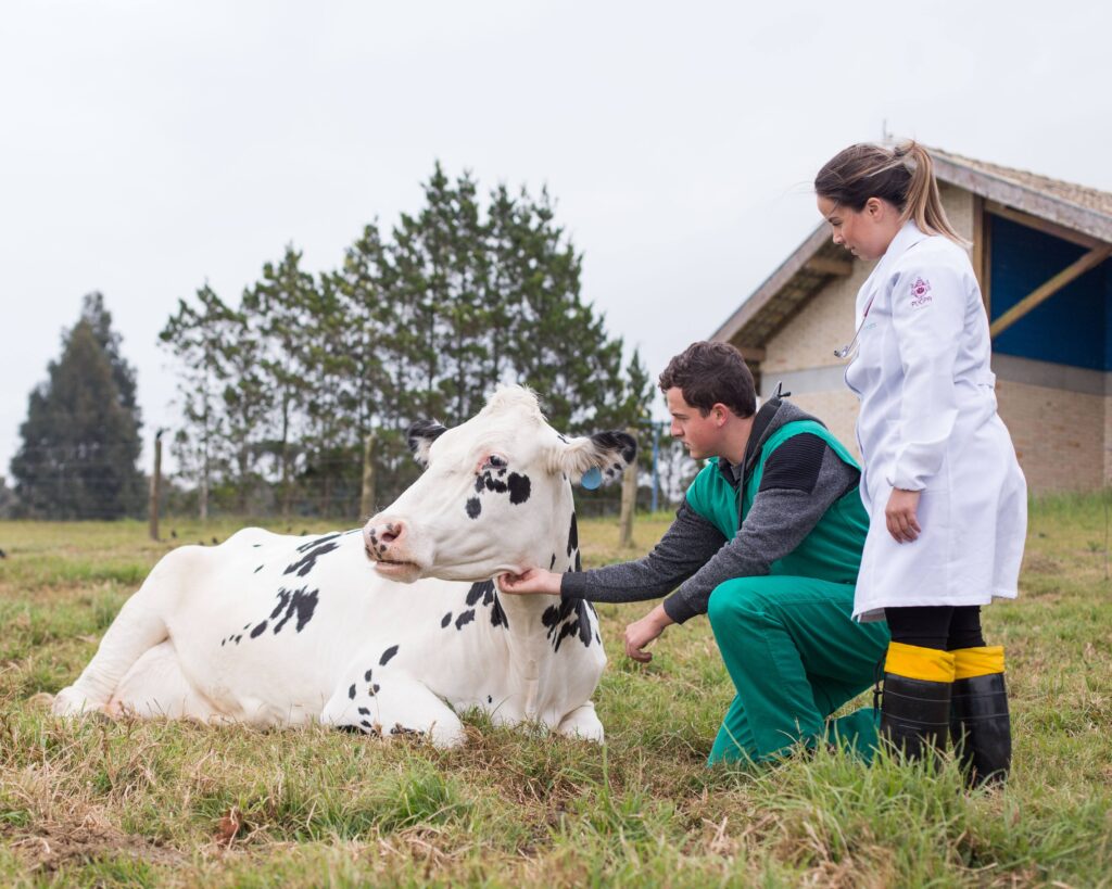 estudantes examinam vacas